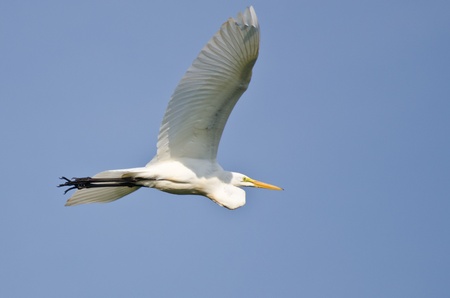 Great Egret Flying in a Blue Sky