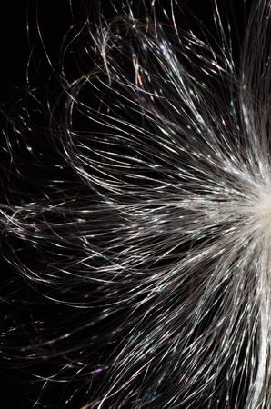Nature Abstract - Milkweed Fibersの写真素材
