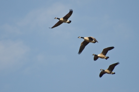 Four Canada Geese Flying in Blue Skyの写真素材
