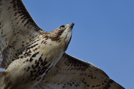 Immature Red-Tailed Hawk Flying in Blue Skyの写真素材