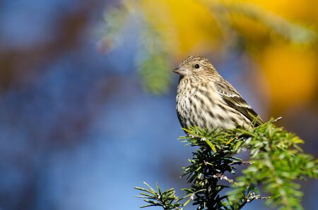 Pine Siskin Perched on Evergreen Treeの写真素材