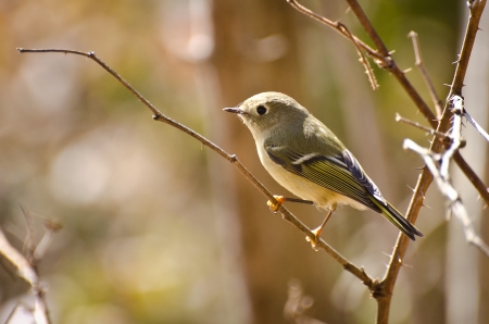 Ruby Crowned Kinglet Perched in Treeの写真素材