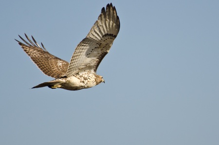 Immature Red-Tailed Hawk Flying in Blue Skyの写真素材
