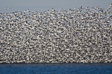 Massive Flock of Snow Geese Taking Flightの写真素材