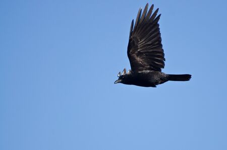 American Crow Flying in a Blue Skyの写真素材