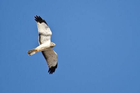 Grey Ghost Flying in a Blue Skyの写真素材