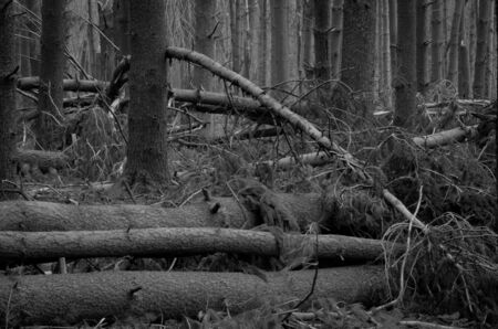 Fallen Forest