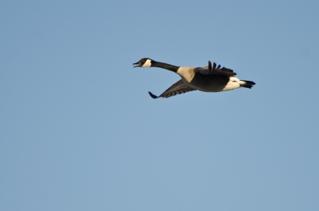 Canada Goose Flying in Blue Skyの写真素材