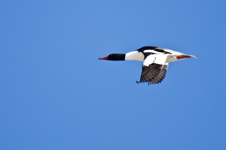 Lone Male Common Merganser Flying in Blue Skyの写真素材