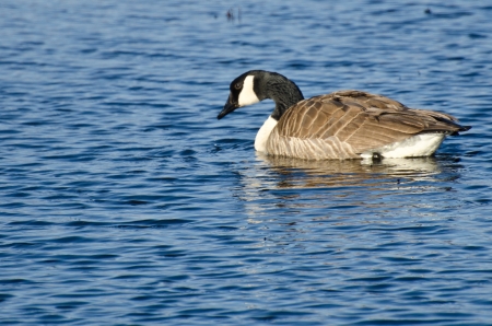 Lone Canada Goose on the Waterの写真素材