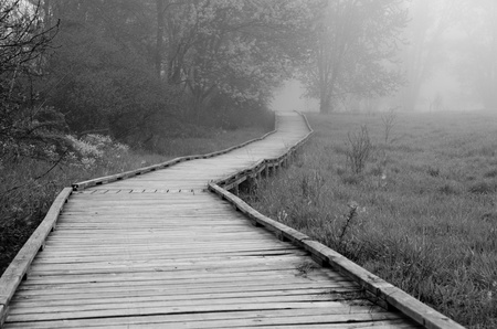 Wooden Walkway on a Foggy Spring Morning