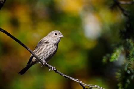 House Finch Perched in Autumnの写真素材