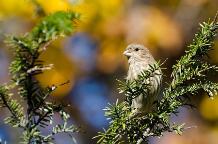 House Finch Perched in Autumnの写真素材