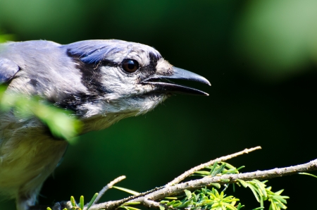 Blue Jay Profileの写真素材