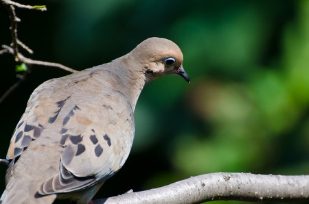 Mourning Dove Looking Sadの写真素材