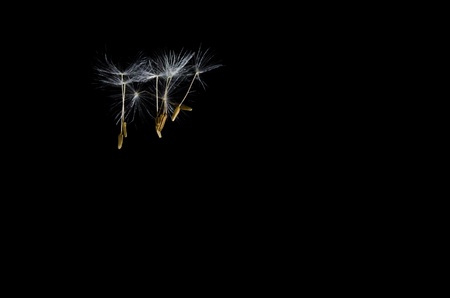 Dandelion Seeds Floating Free