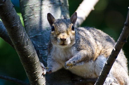 Startled Squirrel Making Eye Contactの写真素材