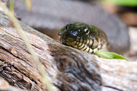 Snake Eyesの写真素材