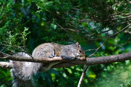 A Squirrelâs Naptimeの写真素材