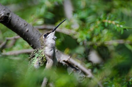 Ruffled Hummingbird Looking For Troubleの写真素材