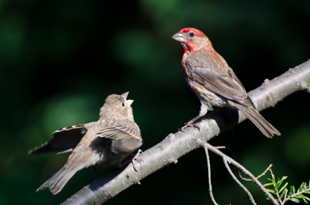 Male House Finch Feeding its Youngの写真素材