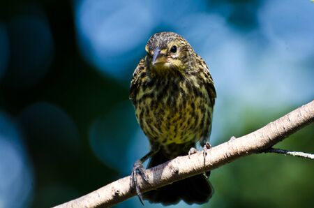 Red Winged Blackbird Perched in a Treeの写真素材