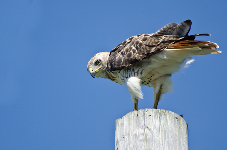 Red-Tailed Hawk Perched on a Poleの写真素材