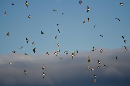 Flock of Tree Swallows Flying in Cloudy Skyの写真素材