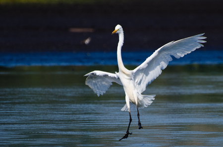 Great Egret Landing in Shallow Waterの写真素材