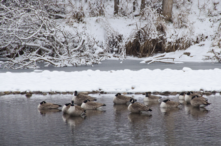 Geese Resting in River after a Fresh Snowfallの写真素材