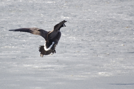 Canada Goose Taking Off From Frozen Lakeの写真素材
