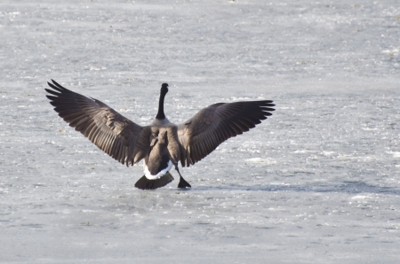 Canada Goose Landing on a Frozen Lakeの写真素材