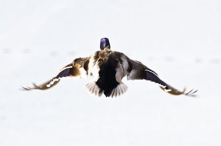 Flying Mallard Duck Seen From Behind Against a White の写真素材