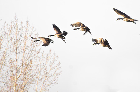 Canada Geese Flying Against a White Background
