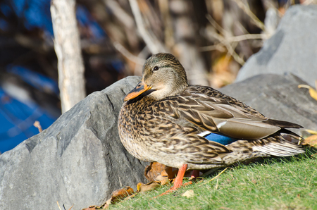 Female Mallard Duck in Autumnの写真素材