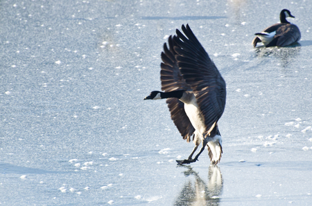 Canada Goose Landing on Frozen Lakeの写真素材