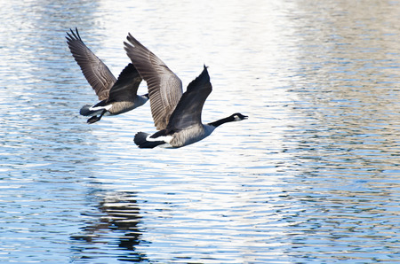 Canada Geese Taking to Flight from the Waterの写真素材