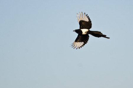 Black-Billed Magpie Flying in a Blue Skyの写真素材