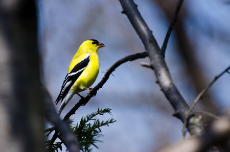 Male Goldfinch Perched on a Branchの写真素材