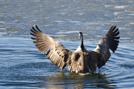 Canada Goose Encountering Ice Flowの写真素材