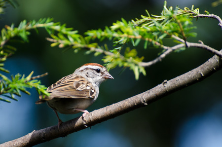 Chipping Sparrow Perched on a Branchの写真素材