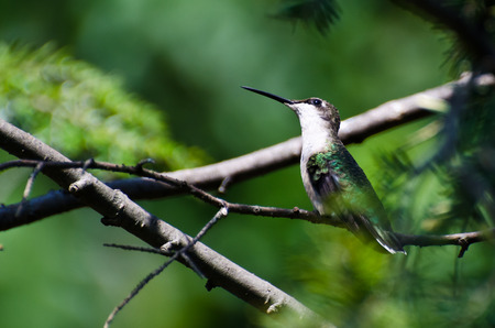 Hummingbird Looking for Troubleの写真素材