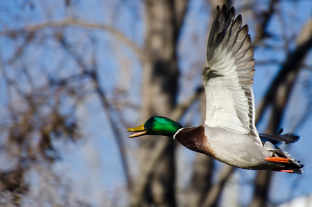 Male Mallard Duck Flying Through the Woodsの写真素材