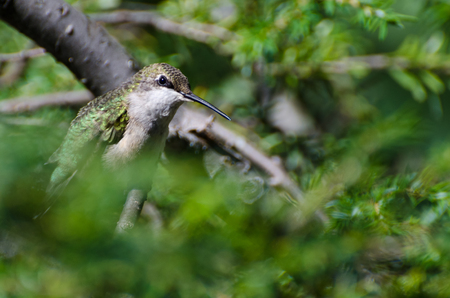 Ruby-Throated Hummingbird Perched in a Treeの写真素材