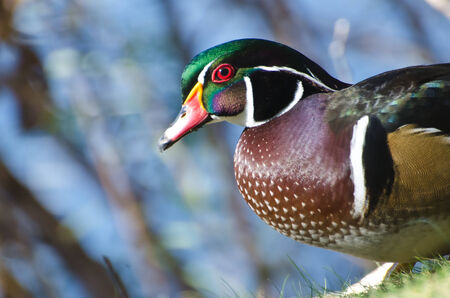 Male Wood Duckの写真素材
