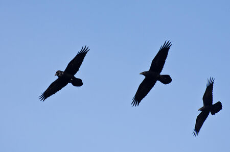 Three Black Ravens Flying in a Blue Skyの写真素材