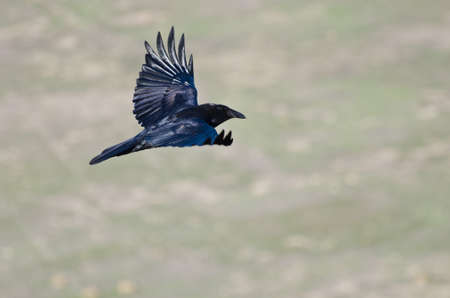 Black Raven Flying Through the Canyonの写真素材