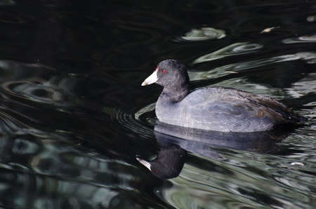 American Coot Swimming in a Pondの写真素材