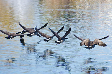 Canada Geese Flying Over Waterの写真素材