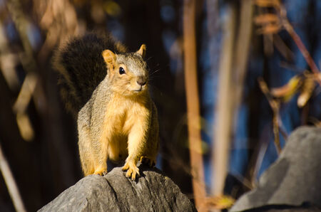 Frisky Squirrel Resting on a Rockの写真素材